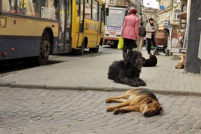 В Україні посилять захист тварин від жорстокості: Мінекономіки створило спеціальну робочу групу