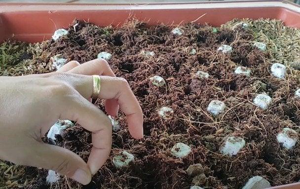 Як використати картонні яєчні лотки на городі восени: дієвий лайфгак від дачників